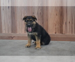 Small Photo #1 German Shepherd Dog Puppy For Sale in GREENWOOD, WI, USA