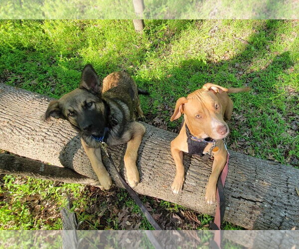 Medium Photo #8 American Staffordshire Terrier-Unknown Mix Puppy For Sale in Arlington, VA, USA