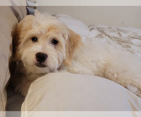 Medium Photo #2 Lhasa-Poo Puppy For Sale in PHOENIX, AZ, USA