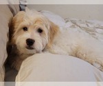 Small #1 Lhasa-Poo