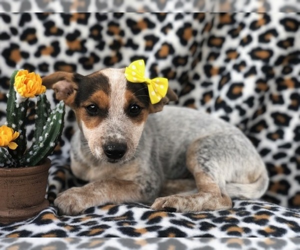 Medium Photo #7 Australian Cattle Dog-Jack Russell Terrier Mix Puppy For Sale in LAKELAND, FL, USA