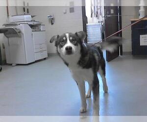 Siberian Husky-Unknown Mix Dogs for adoption in Fayetteville, NC, USA