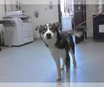 Small Siberian Husky Mix