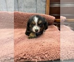 Puppy Puppy 3 Australian Shepherd