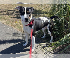 Mutt Dogs for adoption in McKinleyville, CA, USA