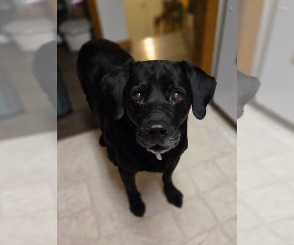 Medium Photo #1 Labrador Retriever Puppy For Sale in Williamsburg, IA, USA
