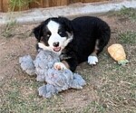 Small #3 Miniature Australian Shepherd