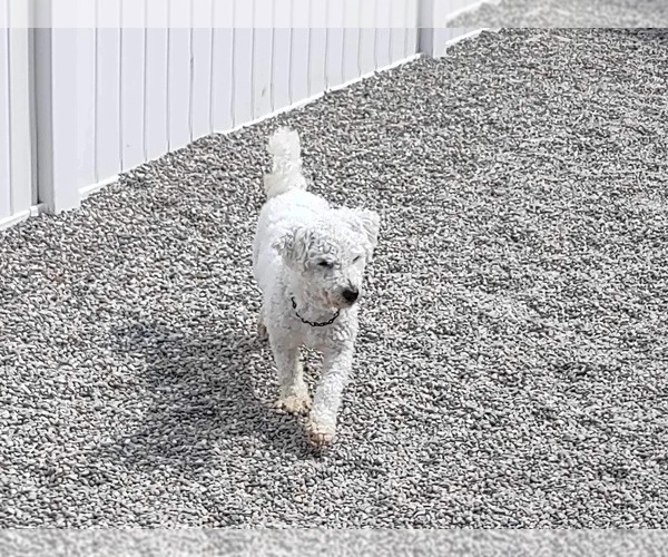 Medium Photo #1 Bichon Frise Puppy For Sale in MOUNT PLEASANT, MI, USA