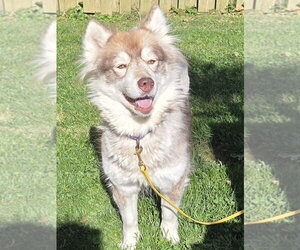 Heidi - ON HOLD - NO MORE APPLICATIONS - Female Siberian Husky Dog for Adoption - Photo #3