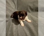 Small Photo #5 Havanese Puppy For Sale in ATHENS, GA, USA