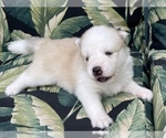 Small Photo #13 Pomsky-Siberian Husky Mix Puppy For Sale in WINDERMERE, FL, USA