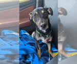 Small #3 Chihuahua Mix