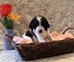 Small #2 English Springer Spaniel