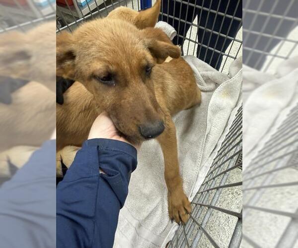 Medium Photo #1 German Shepherd Dog-Unknown Mix Puppy For Sale in Conroe, TX, USA