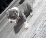 Puppy Puppy 2 American Bully