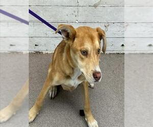 German Shepherd Dog-Unknown Mix Dogs for adoption in San Bernardino, CA, USA