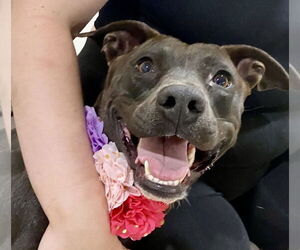 Labrador Retriever-Unknown Mix Dogs for adoption in Oak Bluffs, MA, USA