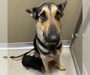 German Shepherd Dog-Unknown Mix Dogs for adoption in San Antonio, TX, USA