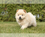 Puppy 1 Chow Chow