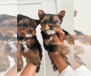 Yorkshire Terrier Puppy for sale in SAN CLEMENTE, CA, USA