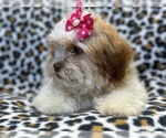 Small Photo #4 Zuchon Puppy For Sale in LAKELAND, FL, USA