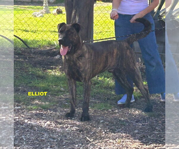 Medium Photo #3 Plott Hound-Presa Canario Mix Puppy For Sale in Woodland Hills, CA, USA
