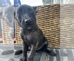 Small #17 Dutch Shepherd Dog