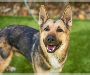 German Shepherd Dog Dogs for adoption in Fremont, CA, USA
