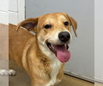 Small Labrador Retriever Mix