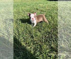 Boston Terrier Puppy for sale in STATESVILLE, NC, USA