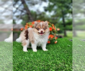 Pomeranian Puppy for sale in INDIANAPOLIS, IN, USA