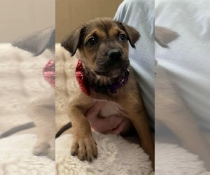 Sakura - Female Border Terrier-Chihuahua Mix Dog for Adoption - Photo #13