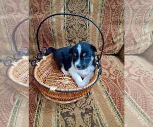 Mutt Dogs for adoption in Holly Springs, NC, USA