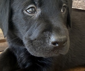 Labrador Retriever Puppy for sale in SPOTSYLVANIA, VA, USA