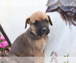 Small Photo #1 Boxador Puppy For Sale in SHILOH, OH, USA