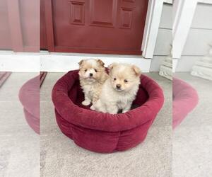 Pomeranian-Yoranian Mix Puppy for Sale in SAN JOSE, California USA