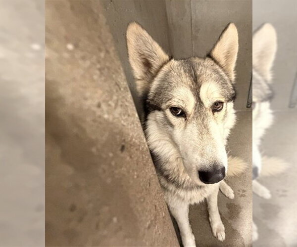 Medium Photo #1 Siberian Husky Puppy For Sale in San Bernardino, CA, USA