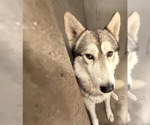 Siberian Husky Dogs for adoption in San Bernardino, CA, USA