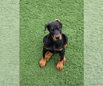 Small Photo #2 Doberman Pinscher Puppy For Sale in CAVE CITY, KY, USA