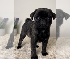 Pug Puppy for sale in FRANKLIN, IN, USA