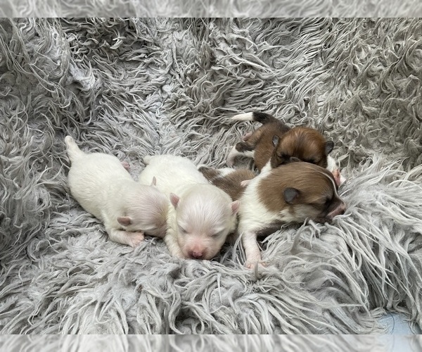 Medium Photo #1 Pomeranian Puppy For Sale in MIDDLEBORO, MA, USA