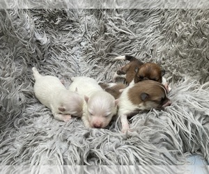 Pomeranian Puppy for Sale in MIDDLEBORO, Massachusetts USA