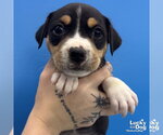 Small #1 Mutt