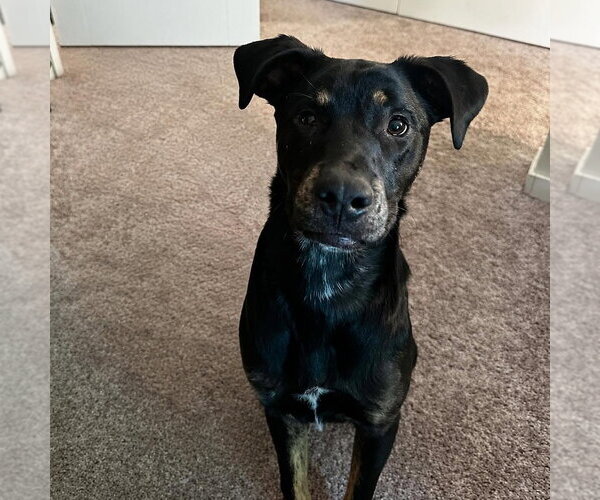 Medium Photo #1 Labrador Retriever-Unknown Mix Puppy For Sale in Coldwater, MI, USA