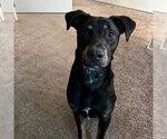 ROCKY - Male Labrador Retriever-Unknown Mix Dog for Adoption - Small photo