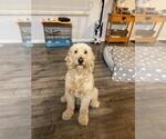Small Photo #1 Goldendoodle Puppy For Sale in CARROLL VALLEY, PA, USA