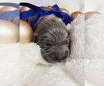 Puppy Noelle Weimaraner