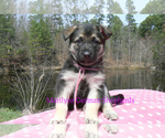 Small #4 German Shepherd Dog