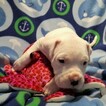 Small Photo #245 Dogo Argentino Puppy For Sale in PINEVILLE, MO, USA
