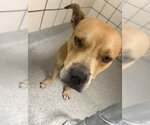 Small American Pit Bull Terrier Mix